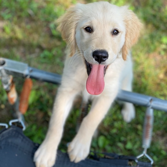 We Are PET FRIENDLY 🐶🐾 - Picture 4 of 6